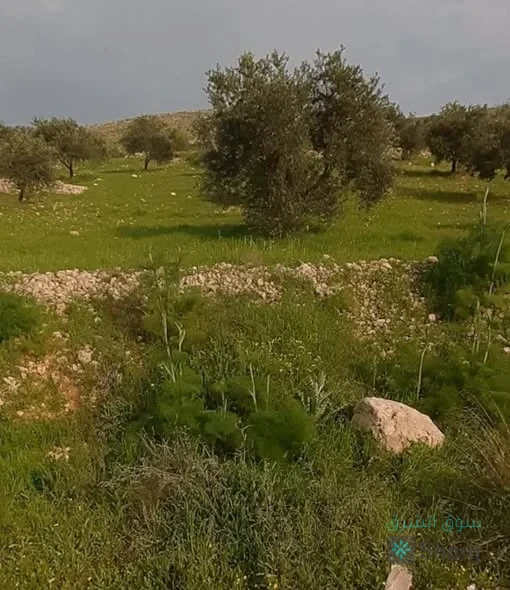 ارض للبيع — 2