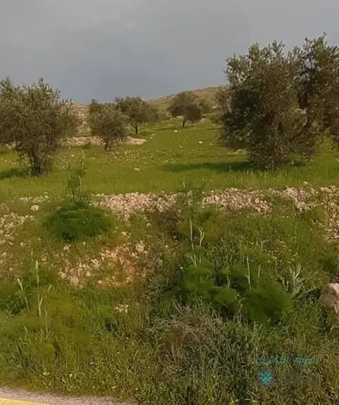 ارض للبيع — 3
