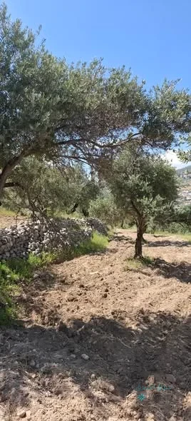 مزرعة للبيع — 2