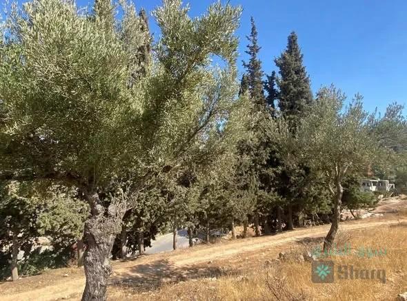 ارض للبيع — 3