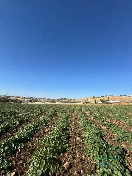 ارض للبيع