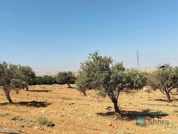 ارض للبيع